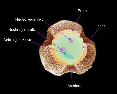 Diferencia entre célula vegetativa y generativa
