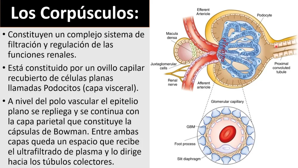 Diferencia entre célula y corpúsculo
