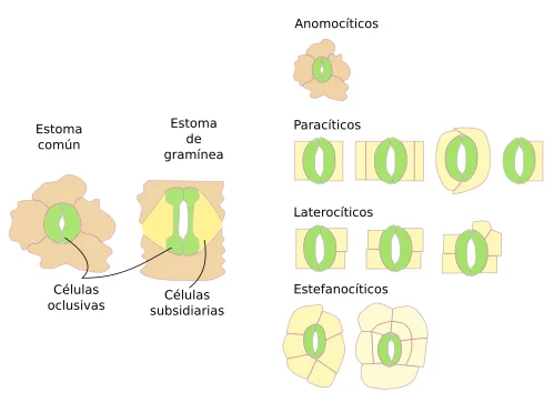 Diferencia entre células de guarda y células subsidiarias