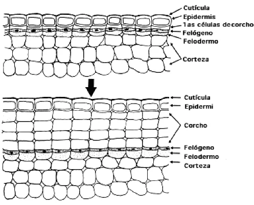 Diferencia entre células epidérmicas y células de corcho