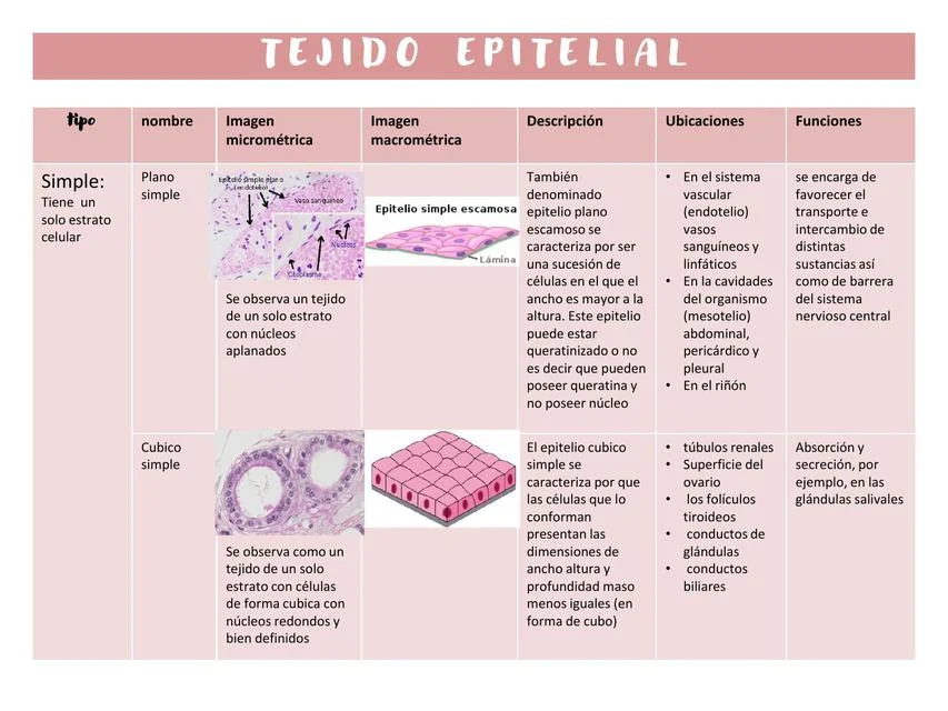 Diferencia entre células epiteliales y endoteliales
