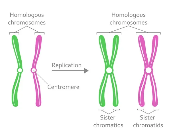 Diferencia entre cromosomas homólogos y cromátidas hermanas