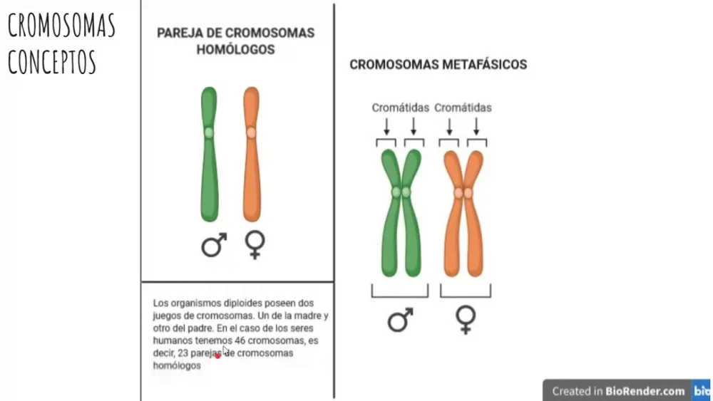 Diferencia entre cromosomas homólogos y no homólogos
