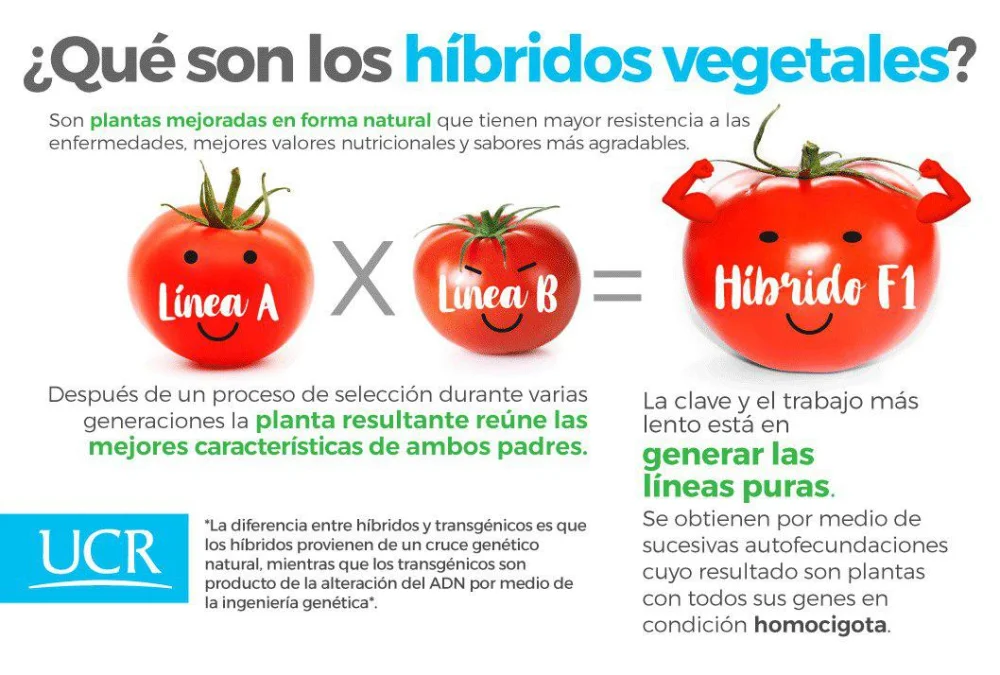 Diferencia entre cruzamiento y transgénico