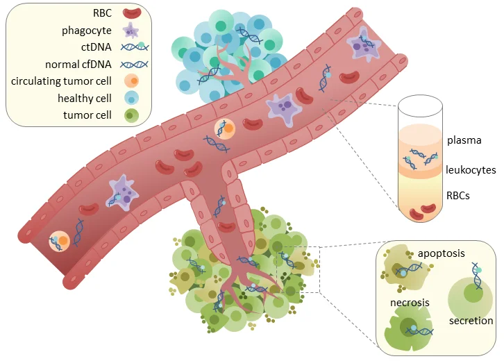 Diferencia entre ctDNA y cfDNA