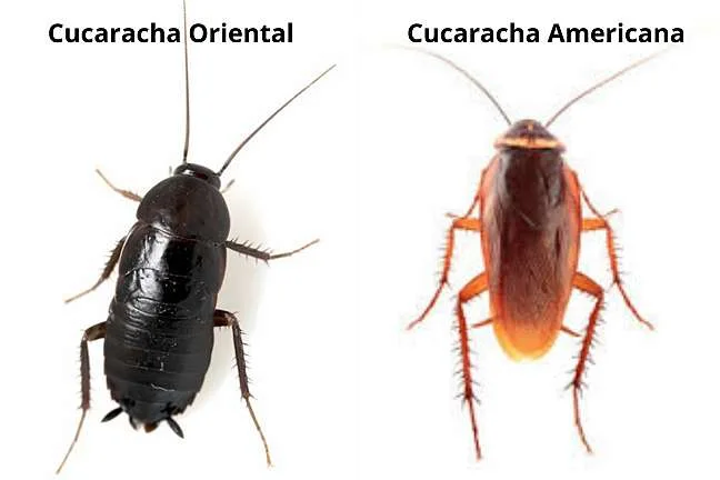 Diferencia entre cucarachas y cucarachas