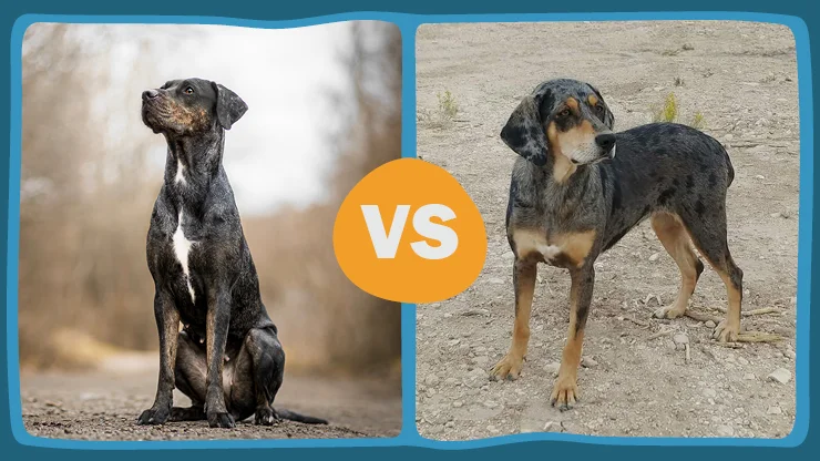 Diferencia entre el American Leopard Hound y el Catahoula