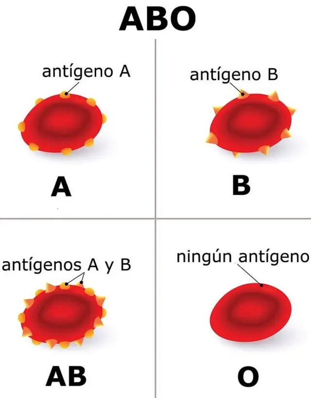 Diferencia entre el antígeno A y el antígeno B