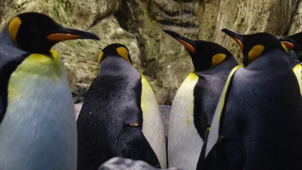 Diferencia entre el pingüino emperador y el pingüino rey