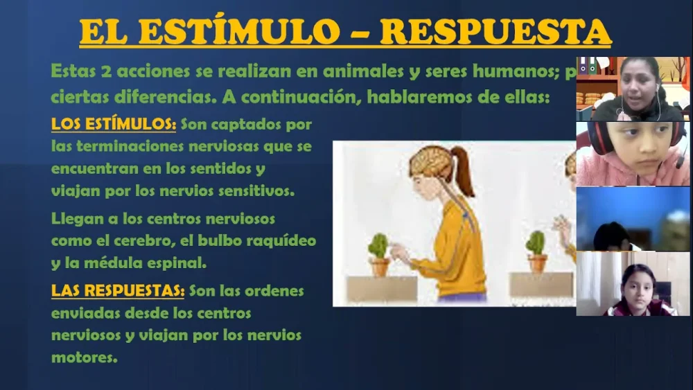 Diferencia entre estímulo y respuesta