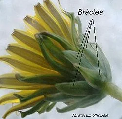 Diferencia entre estípulas y brácteas