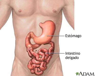 Diferencia entre estómago e intestino