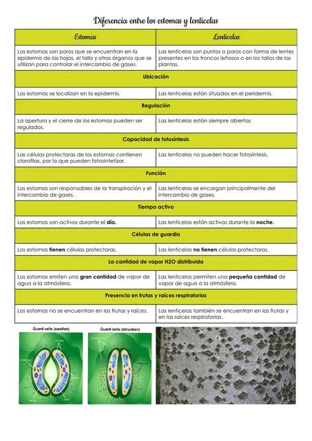 Diferencia entre estomas y lenticelas