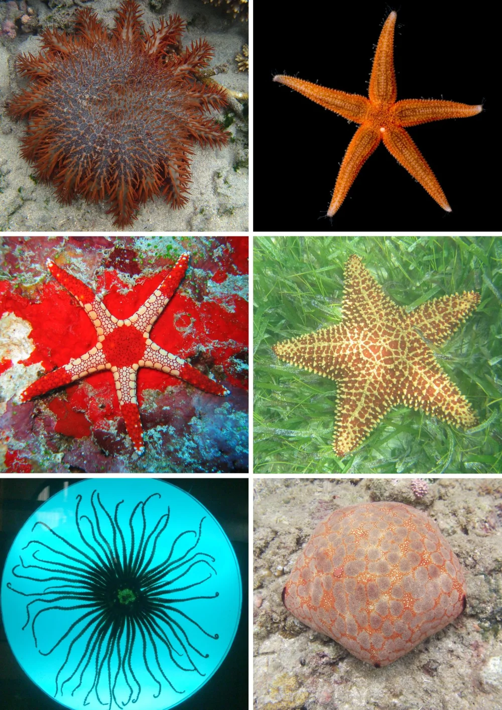 Diferencia entre estrella de mar y estrella de mar