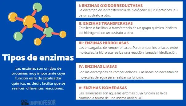 Diferencia entre isomerasa y mutasa