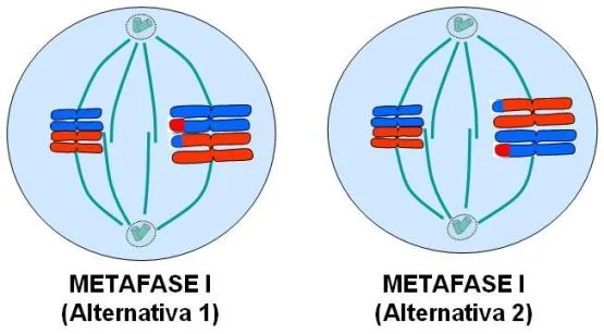 Diferencia entre la metafase 1 y 2