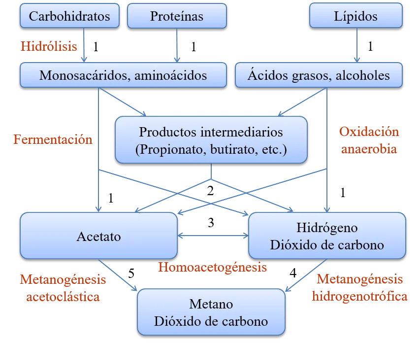 Diferencia entre la metanogénesis hidrogenotrófica y acetoclástica