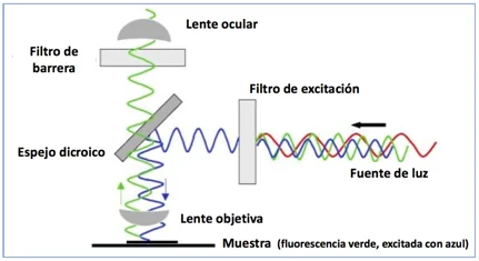 Diferencia entre la microscopía de fluorescencia y la microscopía de epifluorescencia
