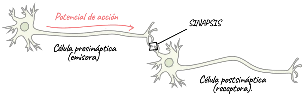 Diferencia entre la neurona presináptica y la neurona postsináptica