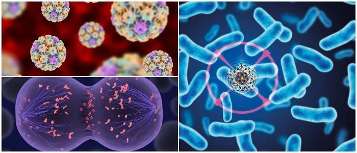 Diferencia entre mutágeno y carcinógeno