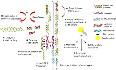 Diferencia entre Mycoplasma y Spiroplasma