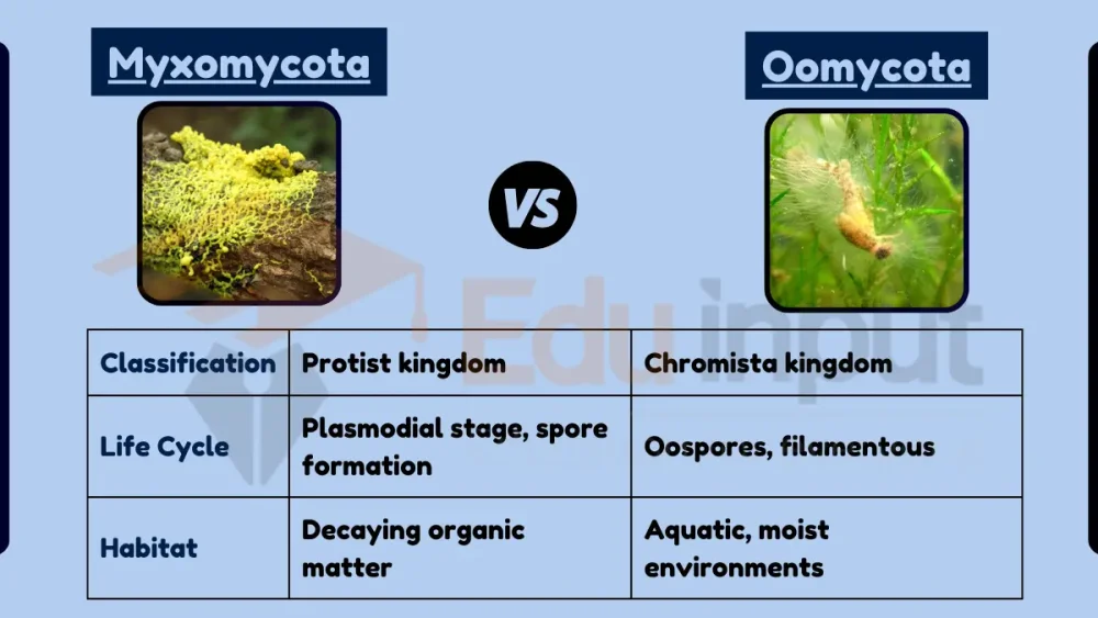 Diferencia entre Myxomycota y Oomycota