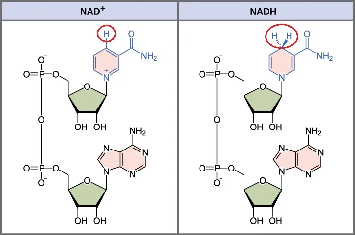 Diferencia entre NAD y NADH