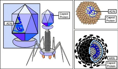 Diferencia entre retrovirus y bacteriófagos