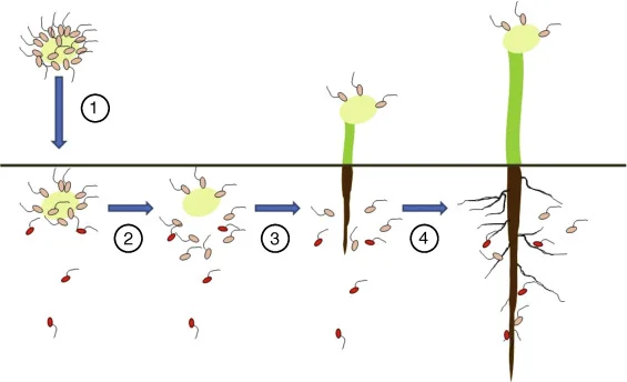 Diferencia entre Rhizobium y Bradyrhizobium