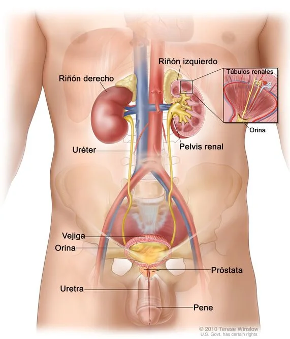 Diferencia entre uréter y uretra