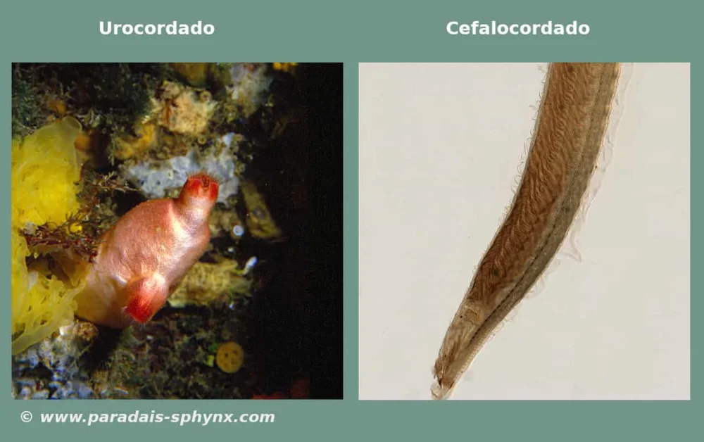 Diferencia entre urocordados y cefalocordados