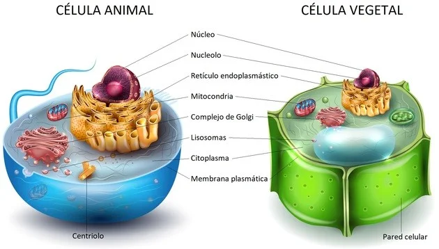 Diferencia entre vacuolas vegetales y animales