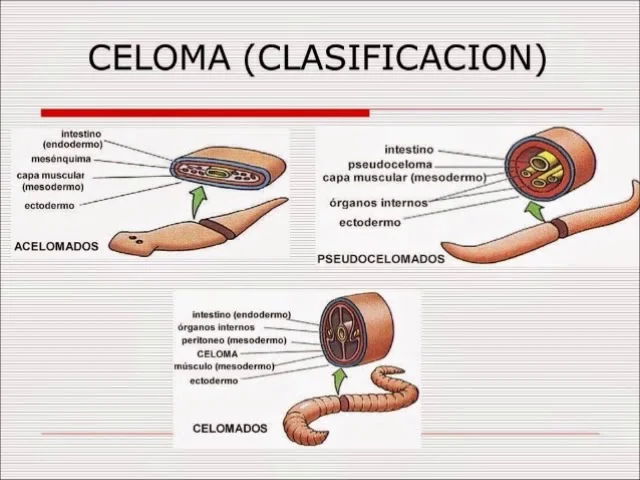 Diferencia entre acelomado y celomado Ciencia