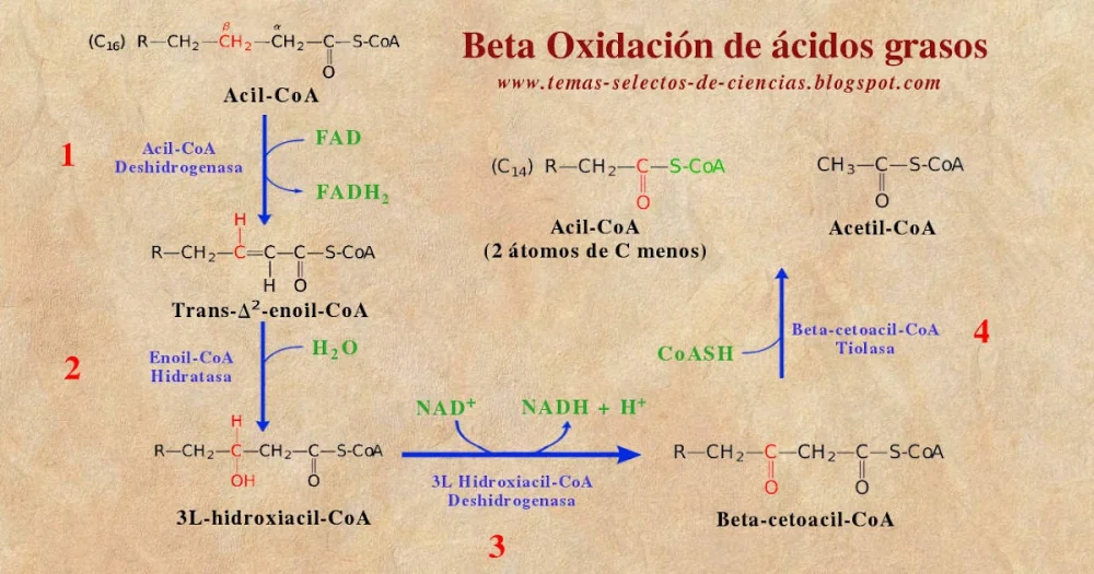 Diferencia entre acetil CoA y acil CoA Ciencia
