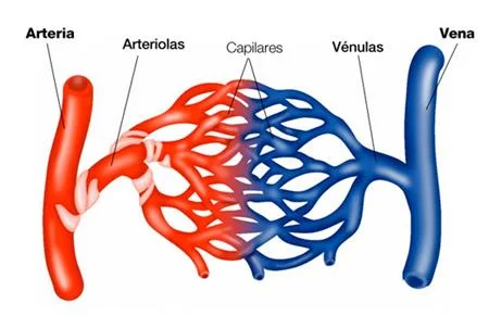 Diferencia entre arterias y arteriolas