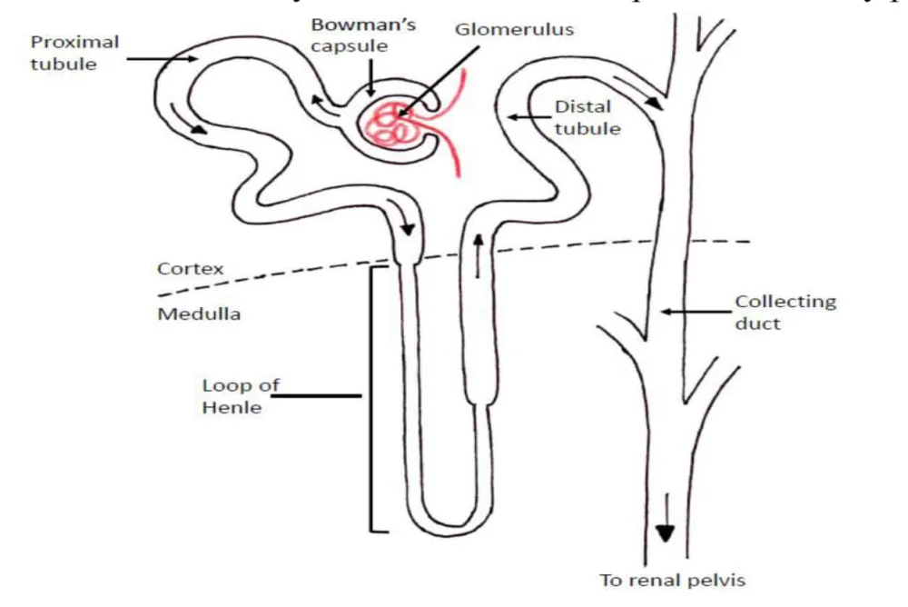 Diferencia entre arteriolas aferentes y eferentes