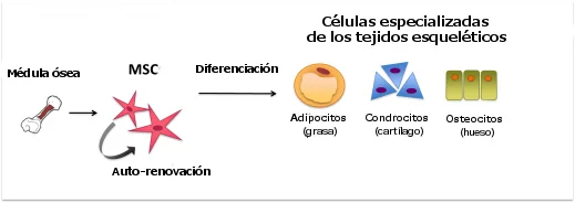 Diferencia entre células madre mesenquimales y hematopoyéticas