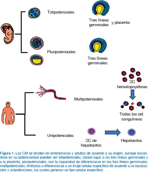Diferencia entre células madre pluripotentes y hematopoyéticas
