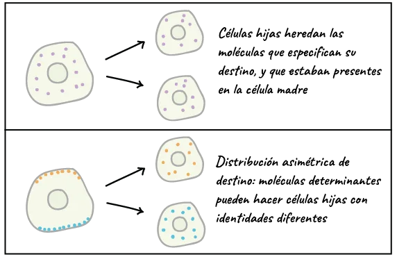 Diferencia entre células madre y células diferenciadas