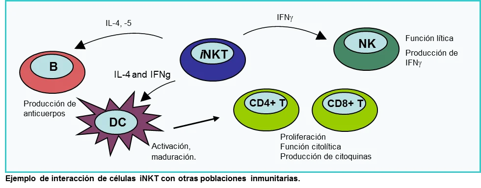 Diferencia entre células NK y células NKT