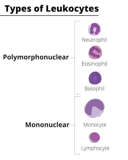 Diferencia entre células polimorfonucleares y mononucleares