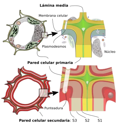 Diferencia entre células primarias y secundarias