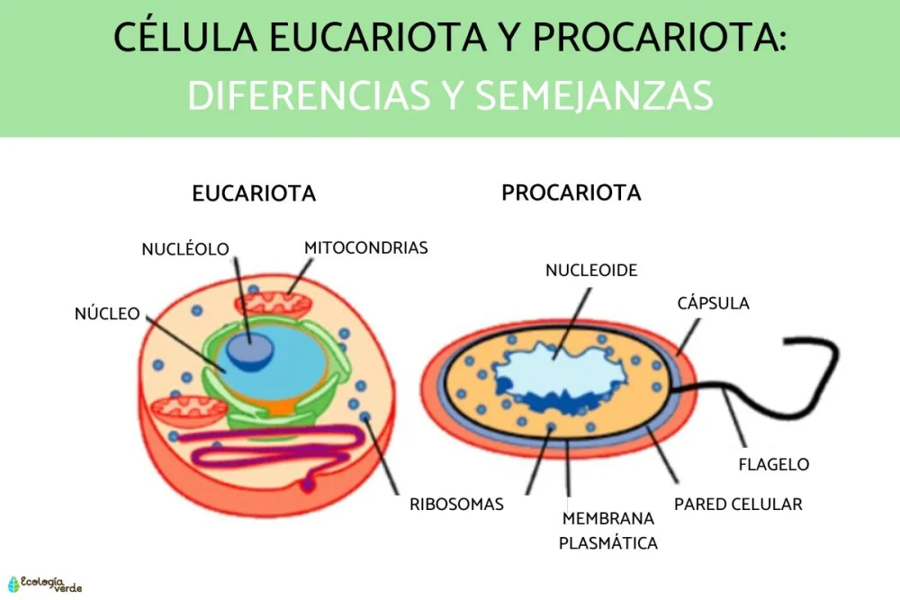 Diferencia entre células procariotas y eucariotas
