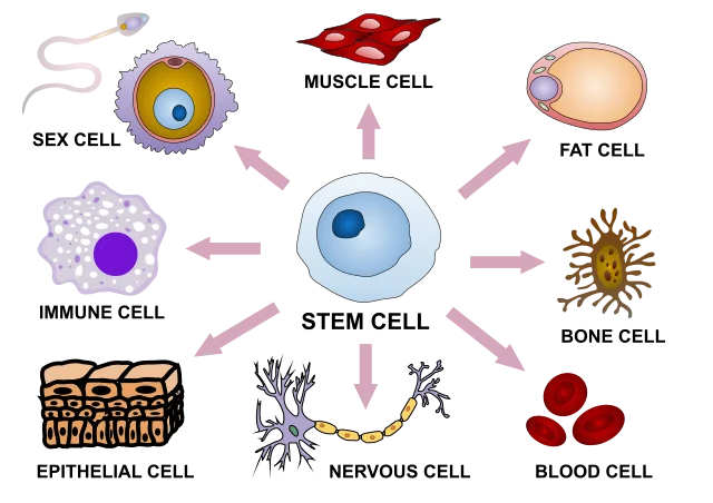 Diferencia entre células progenitoras y células madre