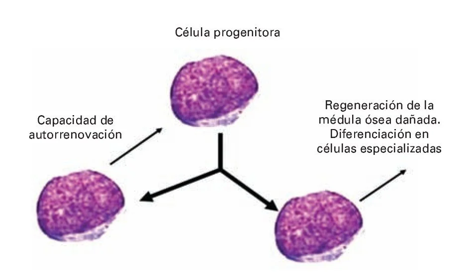 Diferencia entre células progenitoras y precursoras
