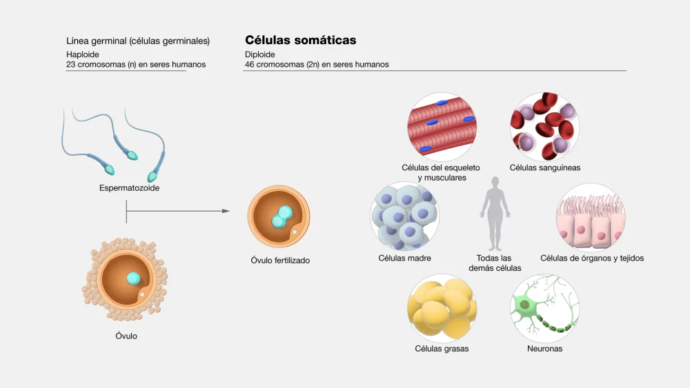Diferencia entre células somáticas y germinales