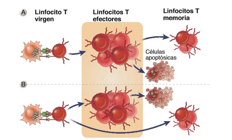 Diferencia entre células T ingenuas y efectoras