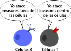 Diferencia entre células T y células B