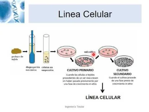 Diferencia entre cultivo celular primario y secundario