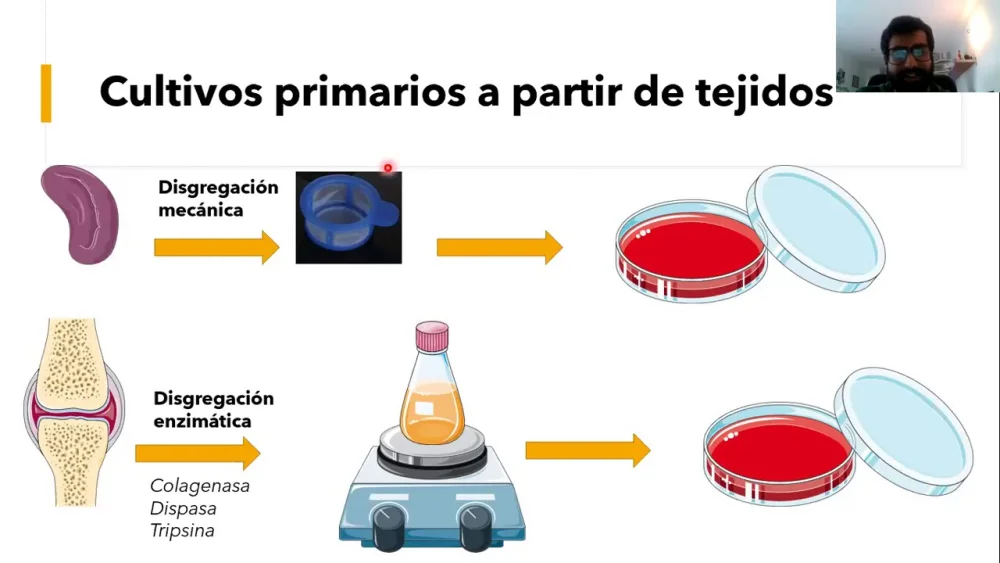 Diferencia entre cultivo celular y cultivo de tejidos